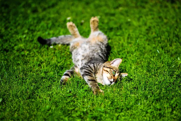 Gato bonito na grama verde — Fotografia de Stock