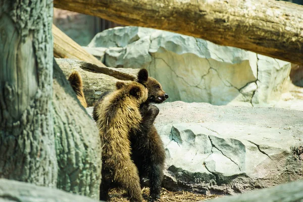 Medvědí mláďata hraje — Stock fotografie