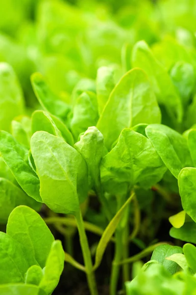 Foglie di spinaci in giardino — Foto Stock