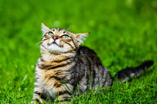 Funny cat on green grass