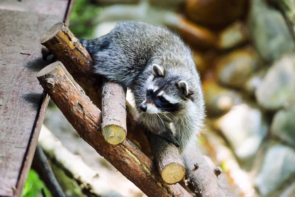 Waschbär-Porträt — Stockfoto