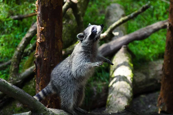 Raccoon — Stock Photo, Image