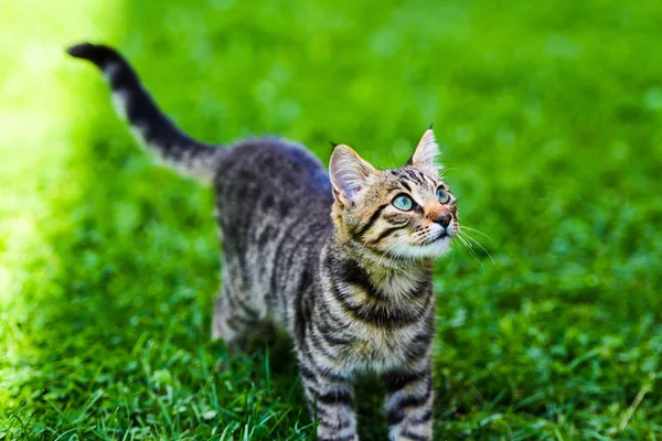 Niedliche Katze auf grünem Gras — Stockfoto