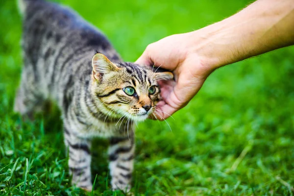 可爱的猫在绿草上 — 图库照片