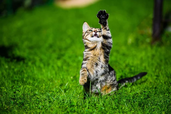 Niedliche Katze auf grünem Gras — Stockfoto