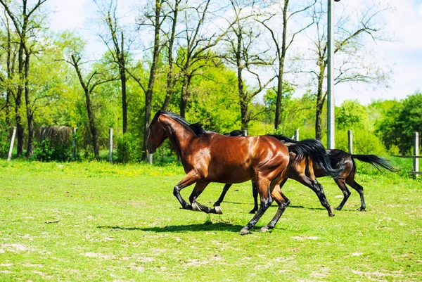 Hermoso Caballo Día Disparo —  Fotos de Stock