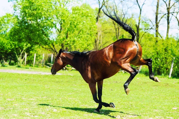 Belle Cheval Jour Heure Coup Feu — Photo