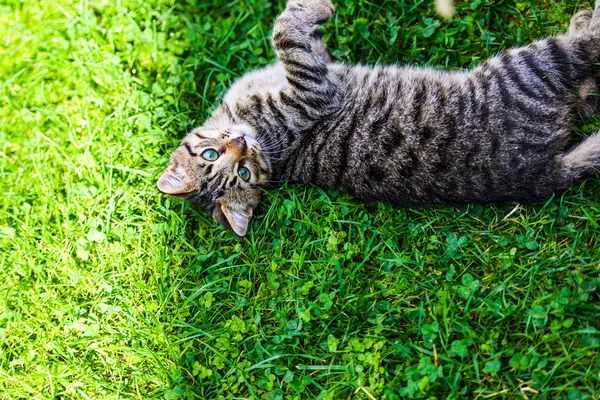 Schattig kat op groen gras — Stockfoto