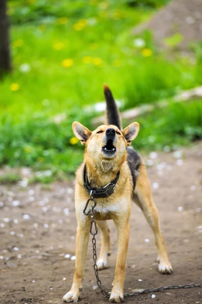 Őrző-védő kutyák — Stock Fotó