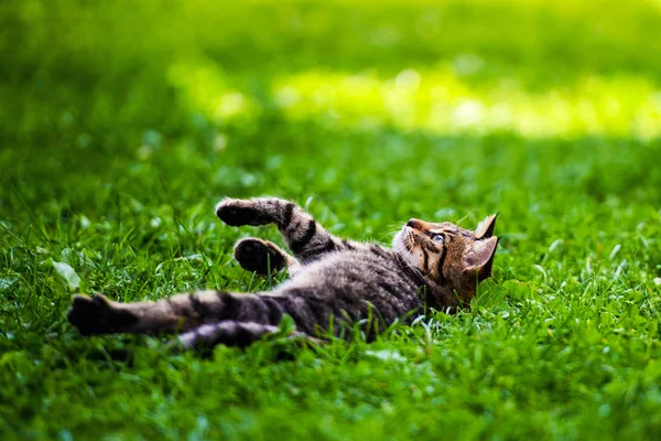 Yeşil çimenlikteki sevimli kedi — Stok fotoğraf