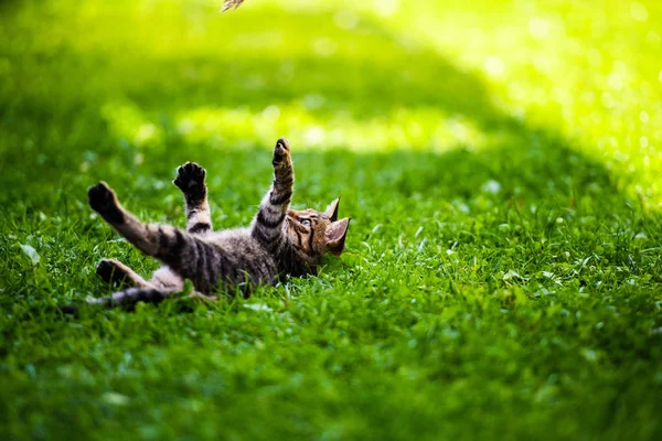 緑の草の上の可愛い猫 — ストック写真