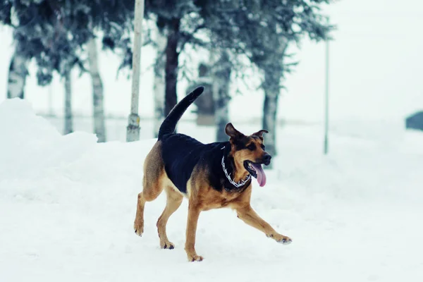 Hond in de sneeuw — Stockfoto