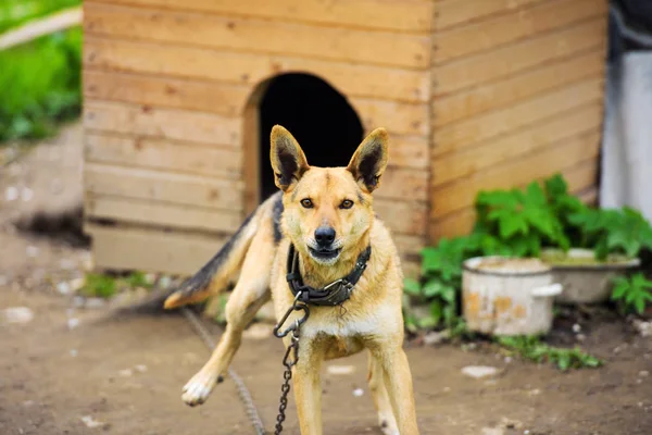 Perro guardián —  Fotos de Stock