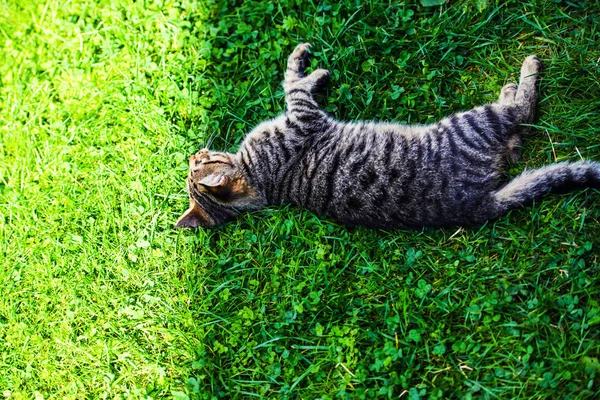 Schattig kat op groen gras — Stockfoto