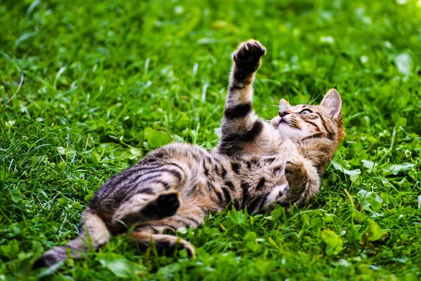 Schattig kat op groen gras — Stockfoto