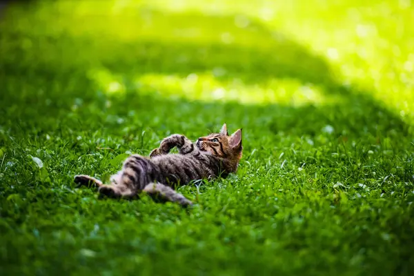 Niedliche Katze auf grünem Gras — Stockfoto