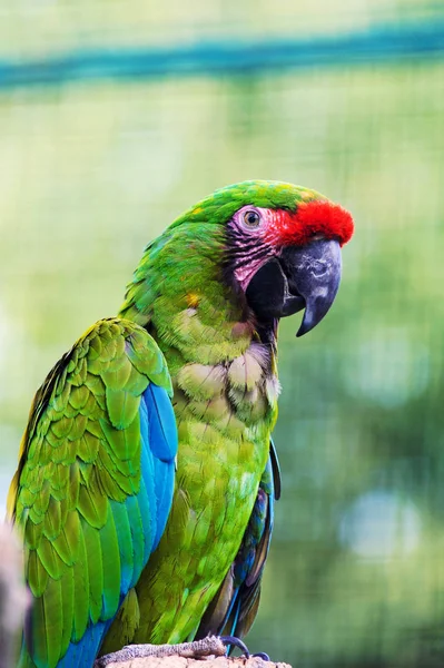 Carino Adorabile Pappagallo Messa Fuoco Selettiva — Foto Stock