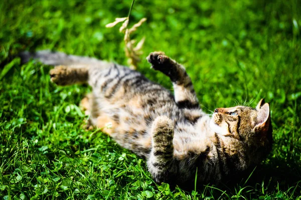 Chat mignon sur herbe verte — Photo