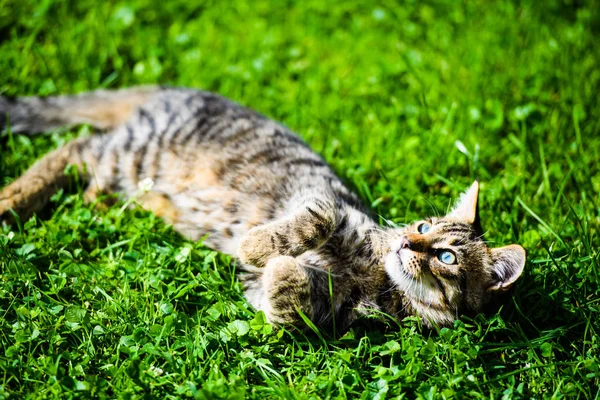 Lindo gato en verde hierba — Foto de Stock