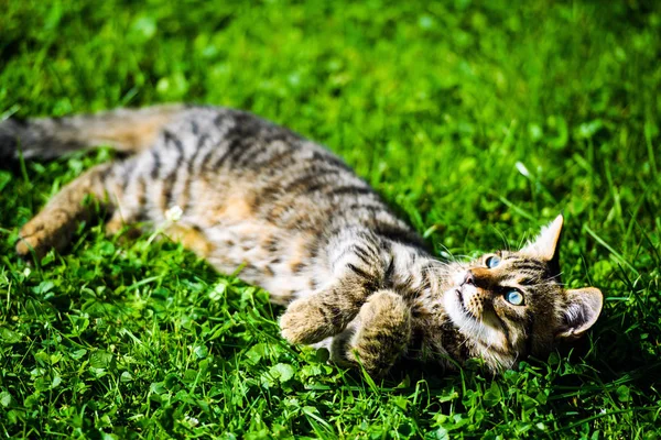 Lindo gato en verde hierba —  Fotos de Stock