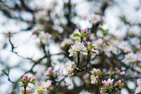 Apple Blossom Spring Flowers — Stock Photo, Image
