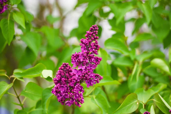 Branch of lilac flowers with the leaves — Stock Photo, Image