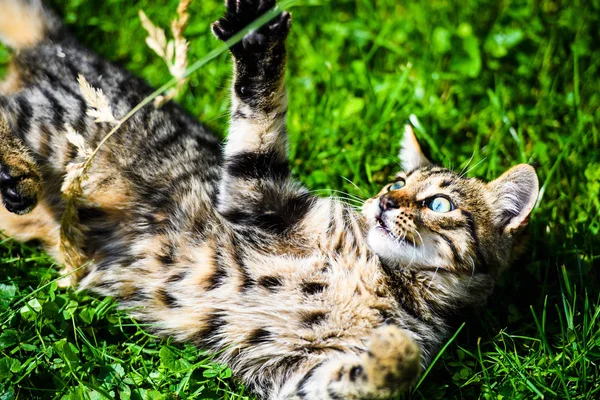 Cute cat on green grass