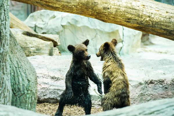 Bärenjunge spielen — Stockfoto