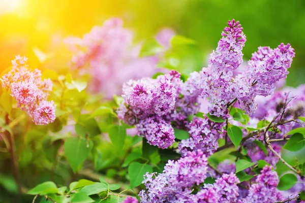 Branch of lilac flowers with the leaves — Stock Photo, Image