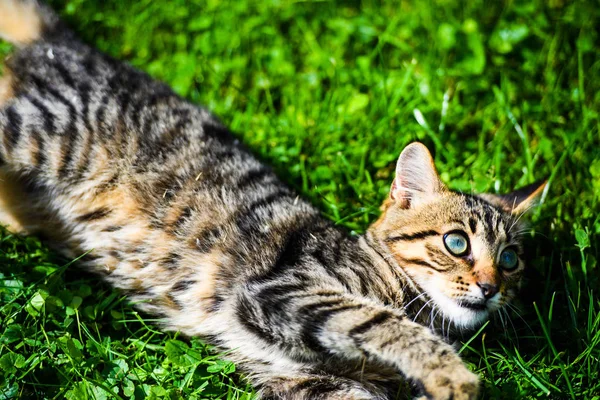 Schattig kat op groen gras — Stockfoto