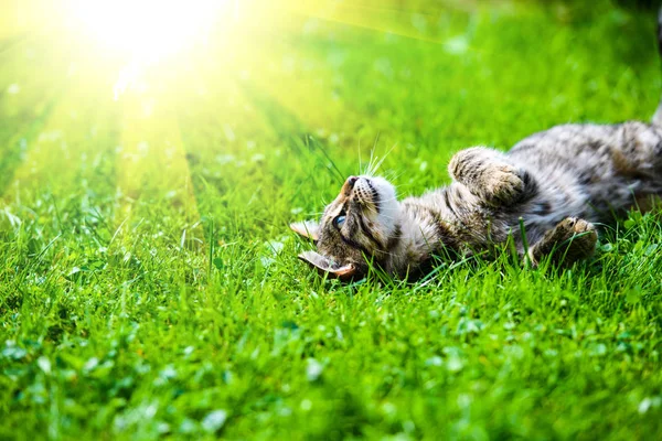 Chat mignon sur herbe verte — Photo