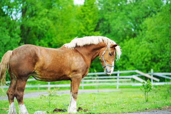 Kůň na zelené louce — Stock fotografie