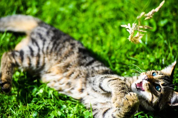 Niedliche Katze auf grünem Gras — Stockfoto