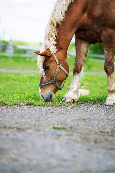 Portret van een paard — Stockfoto