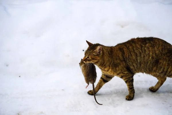 cat with rat. cat hunting mouse