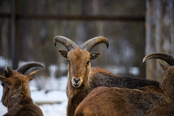 Un grande ritratto di pecora corno — Foto Stock