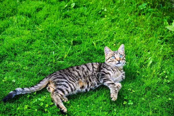 Söt katt på grönt gräs — Stockfoto