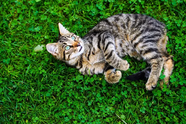 Niedliche Katze auf grünem Gras — Stockfoto