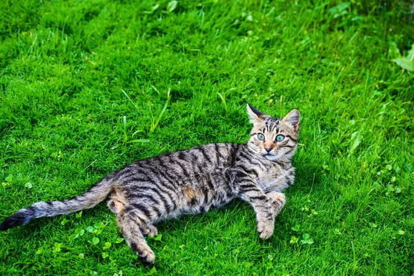 Carino gatto su erba verde — Foto Stock