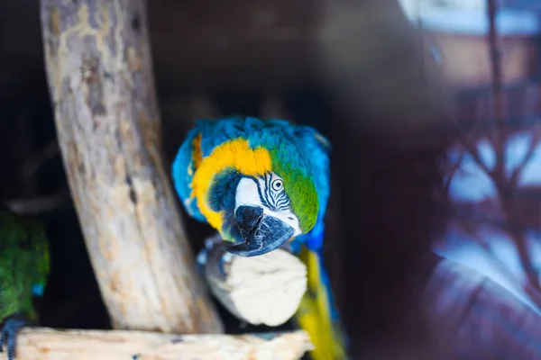 Artiglio azzurro e giallo (Ara ararauna), pappagallo dell'ara — Foto Stock