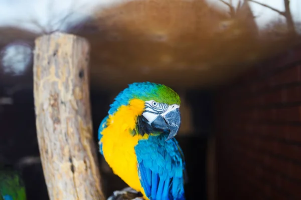 Kék-sárga ara (Ara ararauna), Ara papagáj — Stock Fotó