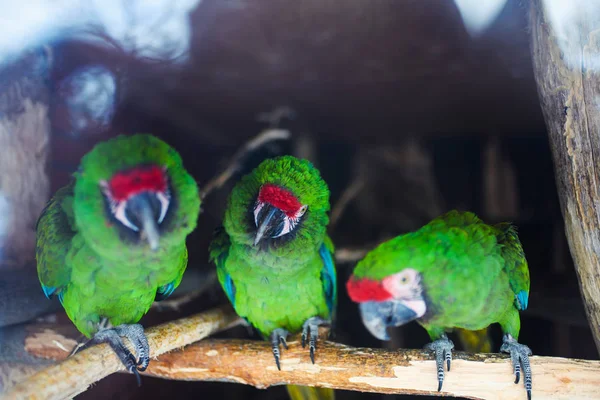 野生のオウム緑の鳥 オウム グレート グリーン コンゴウインコ Ara フィッシェレラ 枝の上に座って緑の大きなオウム — ストック写真