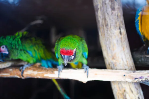 Wild Parrot Bird Green Parrot Great Green Macaw Ara Ambigua — Stock Photo, Image