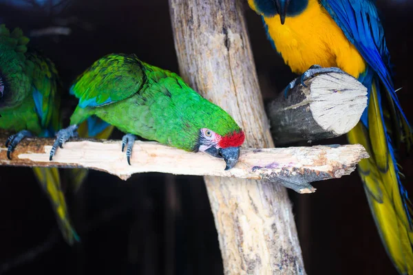 野生のオウム緑の鳥 オウム グレート グリーン コンゴウインコ Ara フィッシェレラ 枝の上に座って緑の大きなオウム — ストック写真