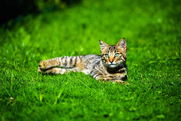 Aranyos macska -on zöld fű — Stock Fotó