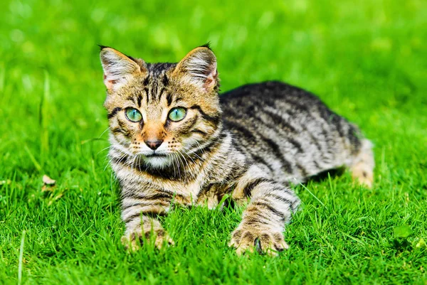 Χαριτωμένο γάτα στο πράσινο γρασίδι — Φωτογραφία Αρχείου