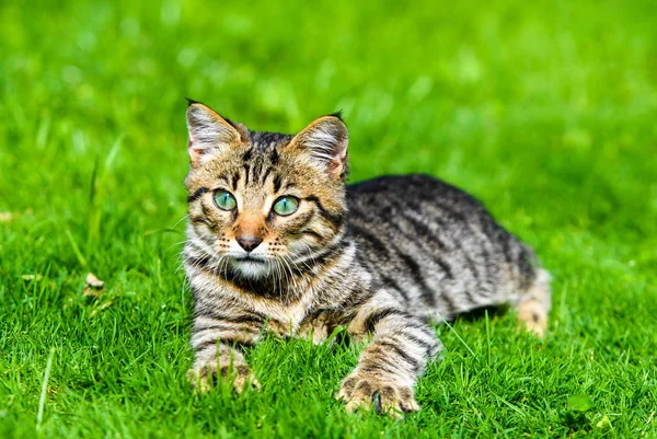 Ładny kot na zielonej trawie — Zdjęcie stockowe
