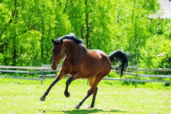 Cavalo de corrida — Fotografia de Stock