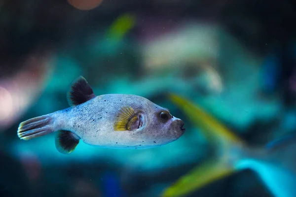 Puffer fish — Stock Photo, Image