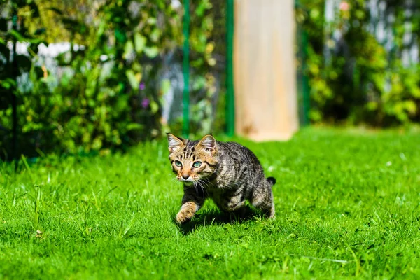 Милая кошка на зеленой траве — стоковое фото
